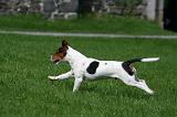 JACK RUSSEL 317